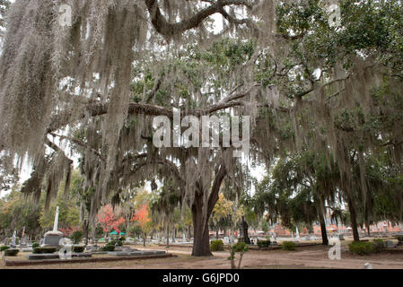 Live Oak tree ricoperti di muschio Spagnolo nel vecchio Live Oak cimitero, Selma, Alabama, STATI UNITI D'AMERICA Foto Stock