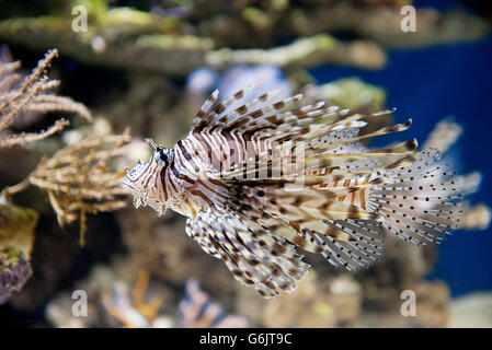 Leone in acquario Foto Stock