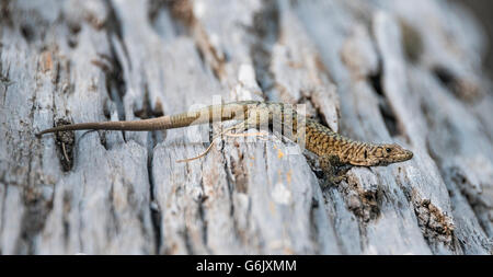 Bedriaga rock lizard (Archaeolacerta bedriagae) sul tronco di albero, Corsica, Francia Foto Stock