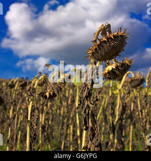 Appassì girasole (Helianthus annuus), campo di girasole, Limagne, Auvergne Francia, Europa Foto Stock