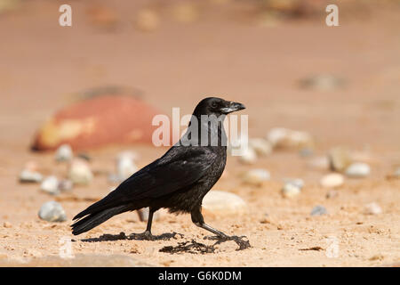 Carrion crow (Corvus corone) camminando lungo la spiaggia di Cromarty, Black Isle, Scotland, Regno Unito, Europa Foto Stock