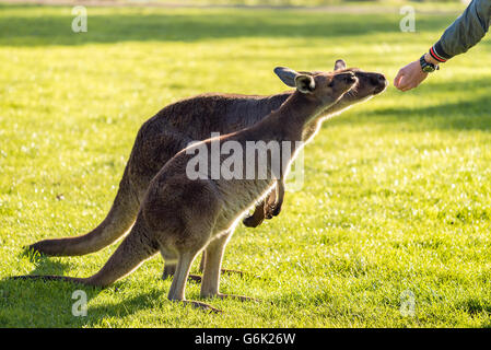 L'uomo l'alimentazione di una coppia di canguri su un giorno in Australia. Foto Stock