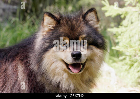 Lapphund finlandese Foto Stock