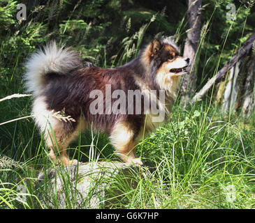 Lapphund finlandese Foto Stock