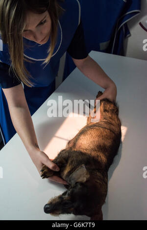 Veterinario x-raying un cane Foto Stock