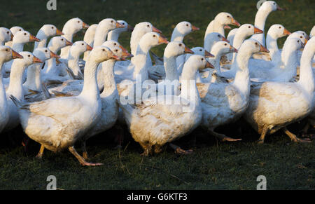 Il contadino Simon Bridger, prenda un tacchino di bronzo mentre cammina fra i tacchini liberi della gamma mentre emergono dal loro rogio ad Ashford Farm vicino Petersfield in Hampshire mentre la stagione di festa di Natale si avvicina. Foto Stock