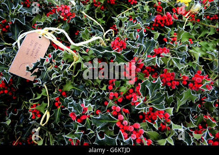 Holly coperto di gelo alla vendita all'asta di agrifoglio, mistletoe, corone e alberi di Natale a Bromyard Road Business Park, Tenbury Wells, Worcestershire. Foto Stock