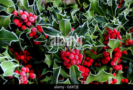 Holly coperto di gelo alla vendita all'asta di agrifoglio, mistletoe, corone e alberi di Natale a Bromyard Road Business Park, Tenbury Wells, Worcestershire. Foto Stock