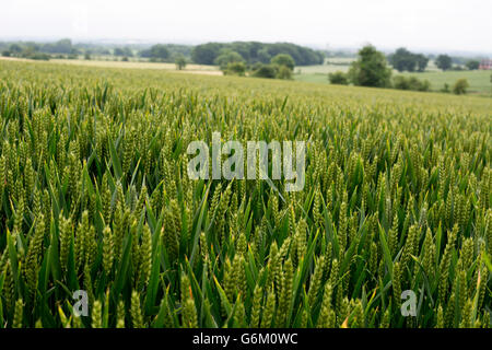 Campo di grano immaturo, Warwickshire, Regno Unito Foto Stock