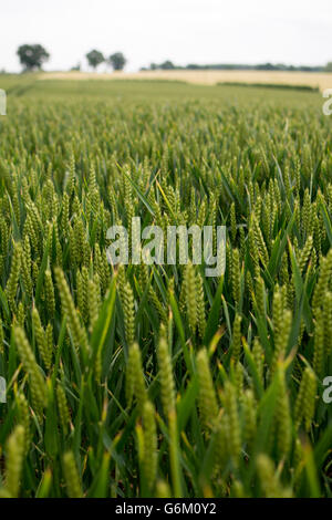 Campo di grano immaturo, Warwickshire, Regno Unito Foto Stock