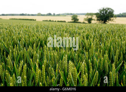 Campo di grano immaturo, Warwickshire, Regno Unito Foto Stock