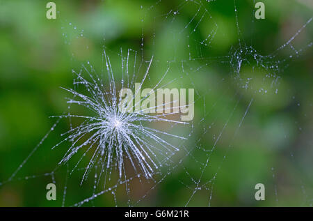 Una ripresa macro di un paracadute di tarassaco e spider web Foto Stock