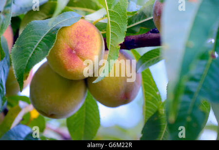 Mature dolce frutta pesche sul brunch Foto Stock