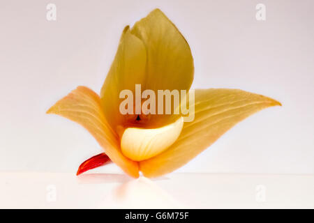 Giallo trailing Begonia sottolineando la bella forma e struttura del carpel e stame con petali back lit. Foto Stock