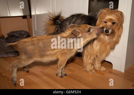 Cinghiale, alzata di mano, cane, Germania / (Sus scrofa) Foto Stock