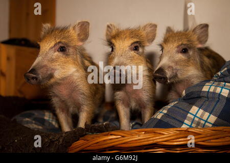 Cinghiale, alzata di mano, Germania / (Sus scrofa) Foto Stock