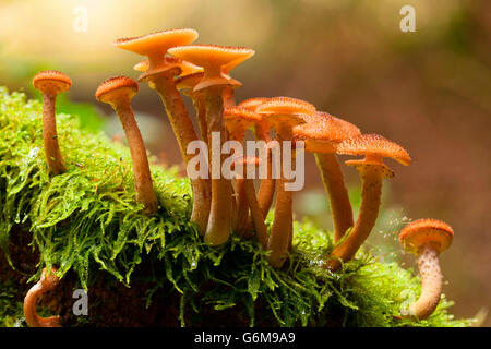 Armillaria ostoyae, Germania / (Armillaria solidipes) Foto Stock