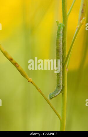 Punta di colore arancione, Caterpillar, Germania / (Anthocharis cardamines) Foto Stock