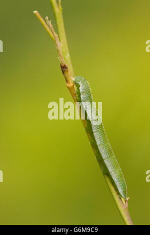 Punta di colore arancione, Caterpillar, Germania / (Anthocharis cardamines) Foto Stock