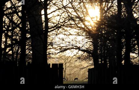 I cervi si foraggano in bracken mentre il sole tramonta al parco Dunham Massey del National Trust, Altrincham, Cheshire. Foto Stock