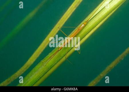 Acqua stick-insetto, Baden-Württemberg, Germania / (Ranatra linearis) Foto Stock