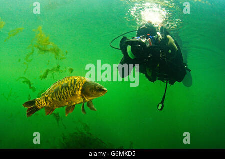 Subacqueo con carpe, Baden-Württemberg, Germania / (Cyprinus carpio) Foto Stock