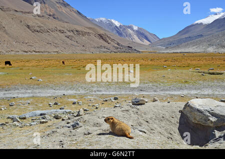 La marmotta himalayana allo stato selvatico nel loro habitat naturale, Changthang Valley, Ladakh, India Foto Stock