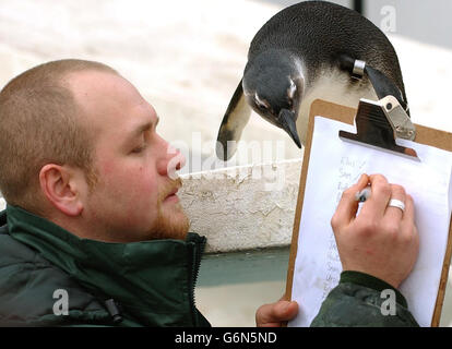 Il custode Tim Savage ottiene un'ala di aiuto da Sam il pinguino calpestato nero durante la presa annuale dello stock, di più di 600 specie allo Zoo di Londra nel Regent's Park. Foto Stock