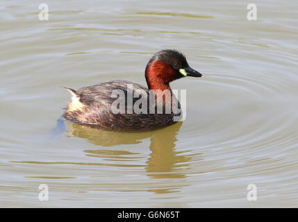 Coppia Eurasian Tuffetto (Tachybaptus ruficollis) Foto Stock