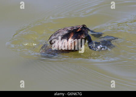 Coppia Eurasian Tuffetto (Tachybaptus ruficollis) immersioni sotto mentre caccia girini (serie) Foto Stock