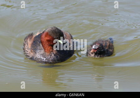 Coppia Eurasian Tuffetto (Tachybaptus ruficollis) nuoto insieme con un bambino Foto Stock