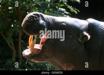 Muggito West African pigmeo Ippopotamo (Hexaprotodon liberiensis, Choeropsis liberiensis) Foto Stock