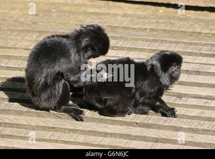 Coppia di toelettatura del Sud Americano di Goeldi callitrici (Callimico goeldii) Foto Stock