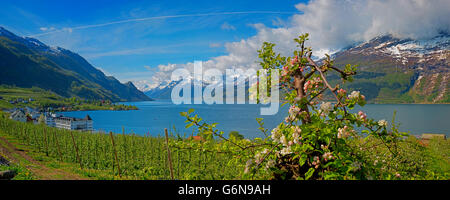 Hardangerfjord in Norvegia Foto Stock