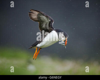 Atlantic Puffin ( Fratercula arctica) venendo a terra sotto la pioggia con un boccone di cicerelli a stoppino, Skomer Island, Pemb Foto Stock