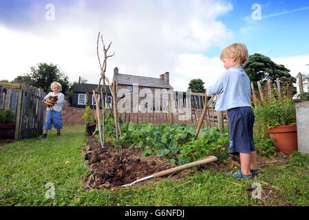 Un bambino di tre anni ragazzo scava la famiglia patch vegetale in una montagna di Gallese home UK Foto Stock