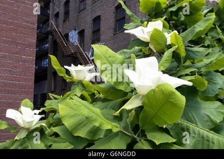 Architettura paesaggistica sulla linea alta Park, NYC Foto Stock