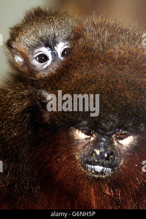 Lo zoo di Edimburgo ha festeggiato il Capodanno cinese della scimmia, svelando la sua nuova scimmia, una scimmia Titi del Sud America. La nascita della scimmia nel mese di dicembre ha segnato la prima volta che questa specie era stata allevata in Scozia. Foto Stock