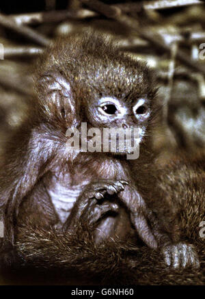 Scimmia di Scozia Foto Stock