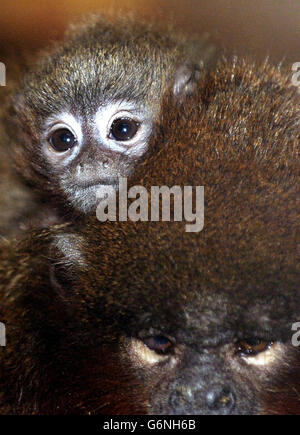 Scimmia di Scozia Foto Stock