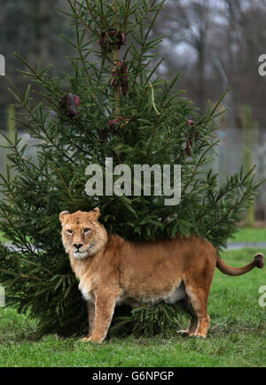 Makalu la leonessa africana guarda un albero di Natale decorato a base di carne nella recinzione del leone al Blair Drummond Safari Park. Foto Stock