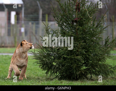 Libby, la giovane leonessa africana, pensa di arrampicarsi su un albero di Natale decorato con carne nel recinto dei leoni al Blair Drummond Safari Park. Foto Stock