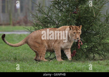 Libby, la giovane leonessa africana, sale un albero di Natale decorato con carne nel recinto dei leoni al Blair Drummond Safari Park. Foto Stock