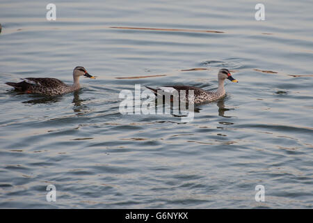 Indian Spot-fatturati anatra Anas poecilorhyncha, anatidi, Jaipur, India, Asia Foto Stock