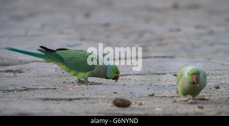 Parrocchetto alessandrino, Psittacula eupatria, Psittacinae, il Parco nazionale di Ranthambore, India, Asia Foto Stock