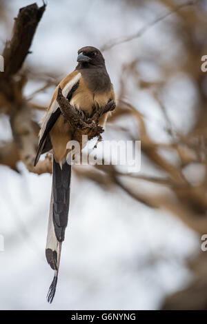 Rufous Arborea, Dendrocitta vagabunda, Corvidae, il Parco nazionale di Ranthambore, India, Asia Foto Stock