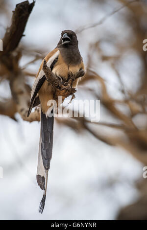 Rufous Arborea, Dendrocitta vagabunda, Corvidae, il Parco nazionale di Ranthambore, India, Asia Foto Stock