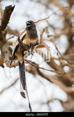 Rufous Arborea, Dendrocitta vagabunda, Corvidae, il Parco nazionale di Ranthambore, India, Asia Foto Stock