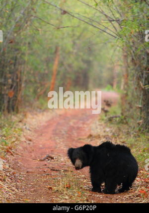 Un bradipo recare in un bosco di bambù Foto Stock