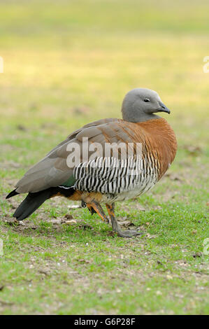 Ritratto verticale di adulto di ashy capo-d'oca, Chloephaga poliocephala, in appoggio sul terreno. Foto Stock